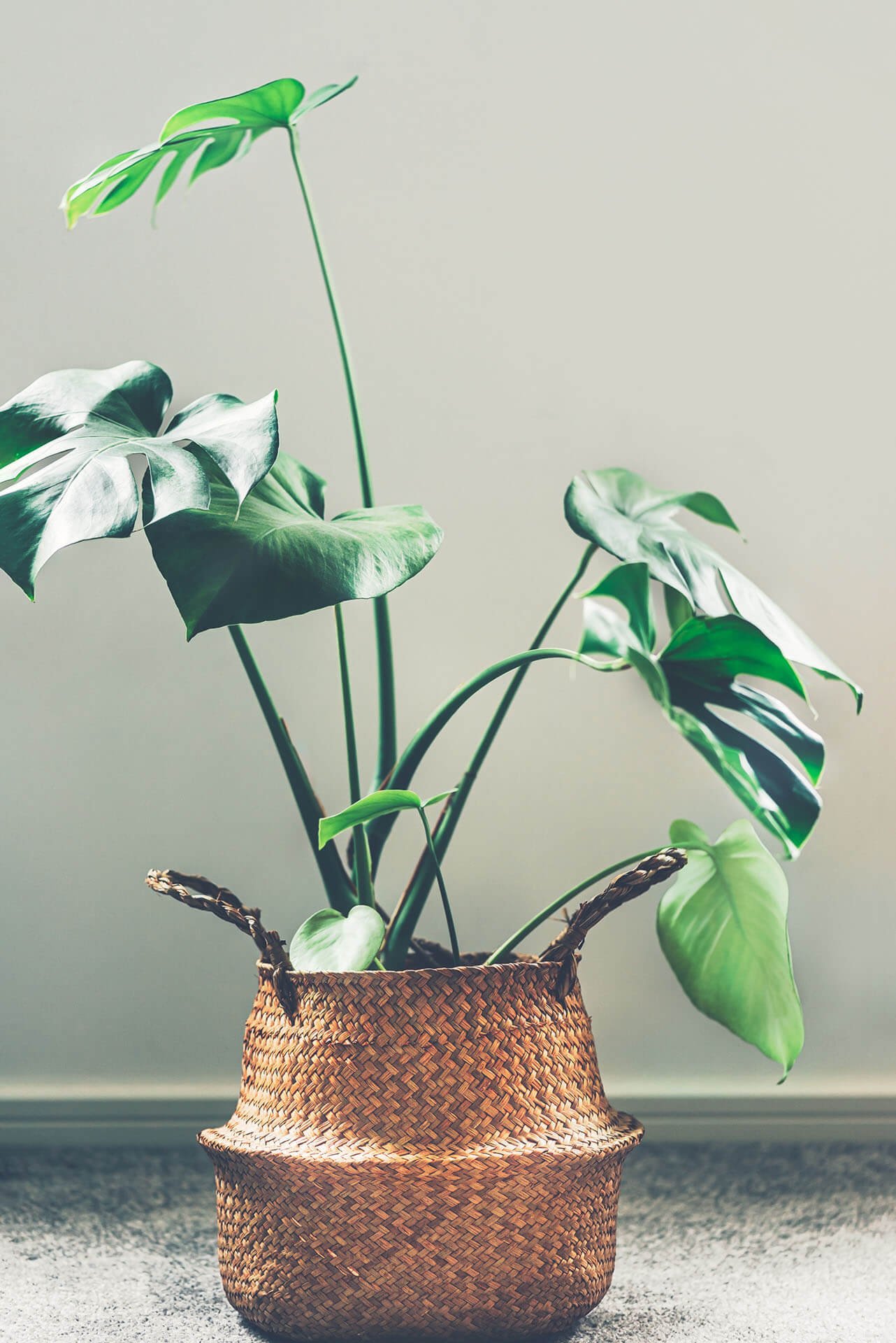 monstera-in-basket-ZCKBVUV